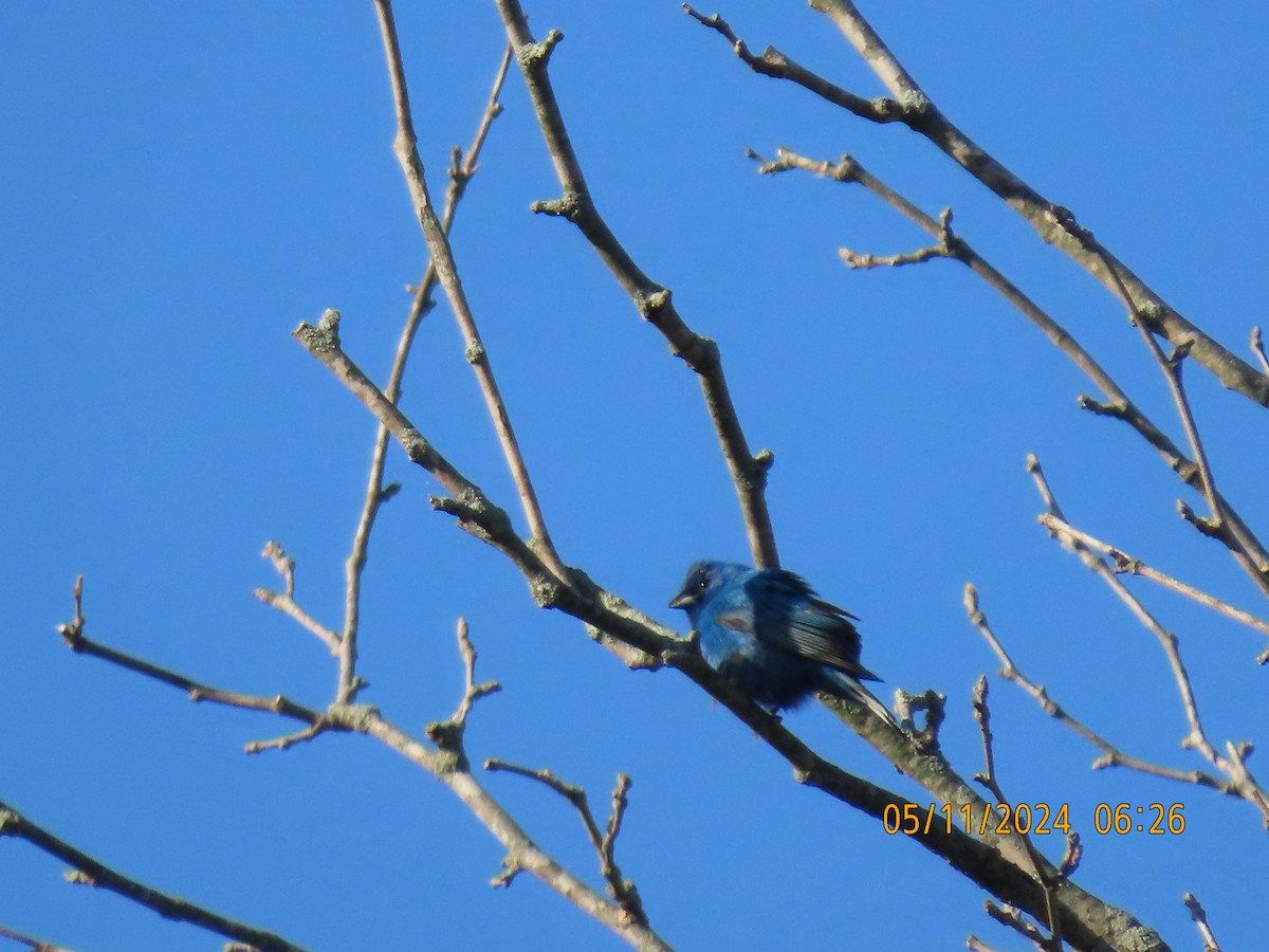 Indigo Bunting - Leon Book