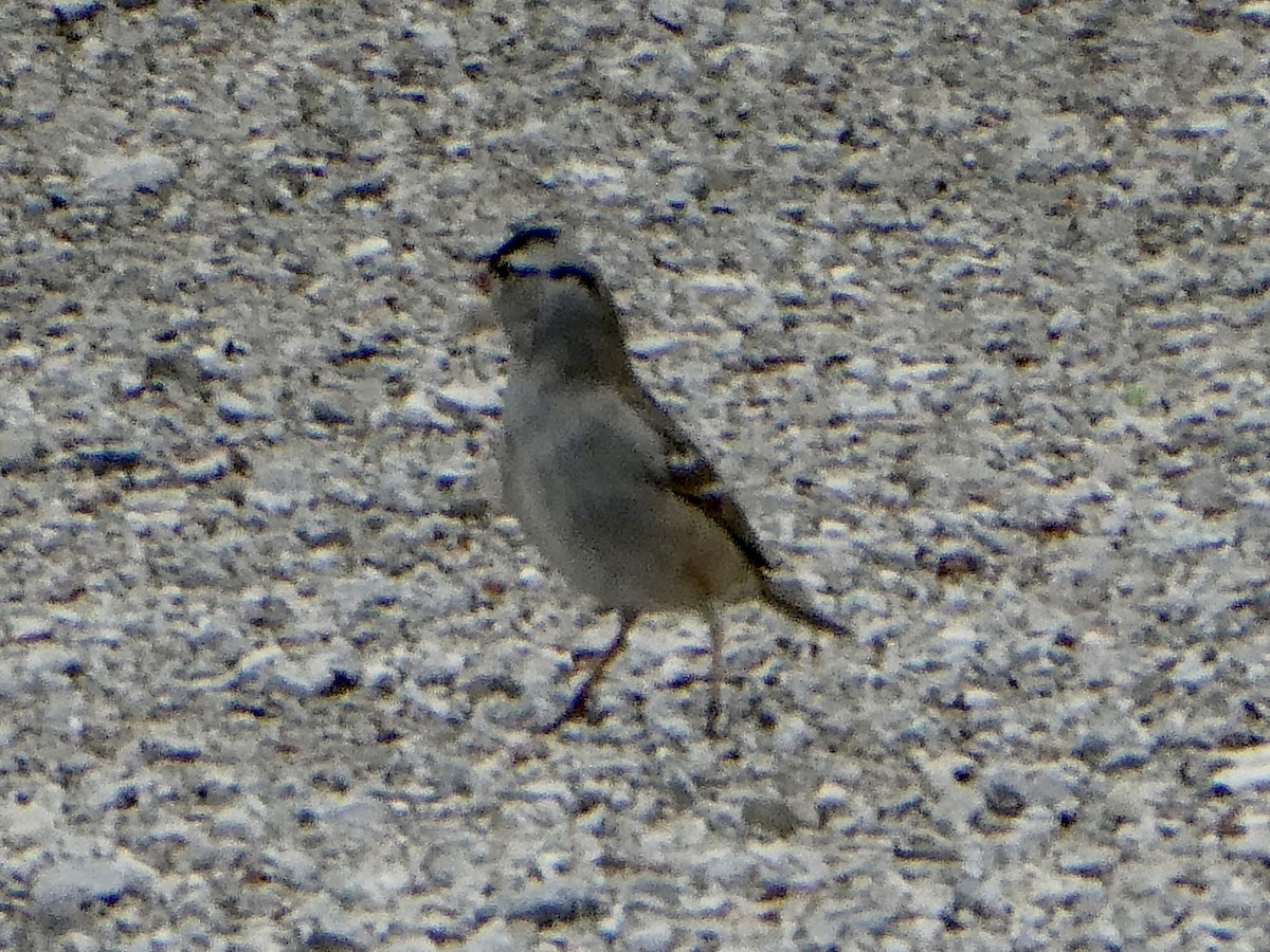 White-crowned Sparrow - ML618881447