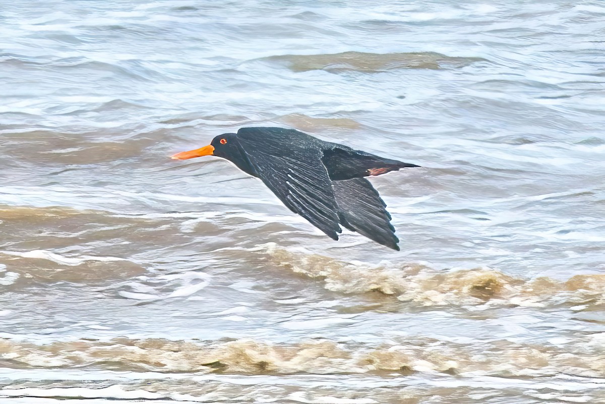 Sooty Oystercatcher - Alfons  Lawen