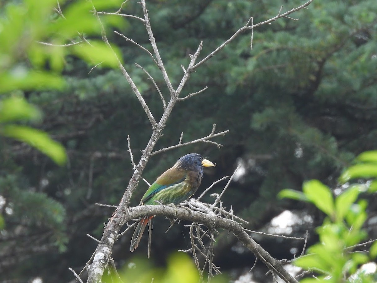 Great Barbet - Vidur Osuri