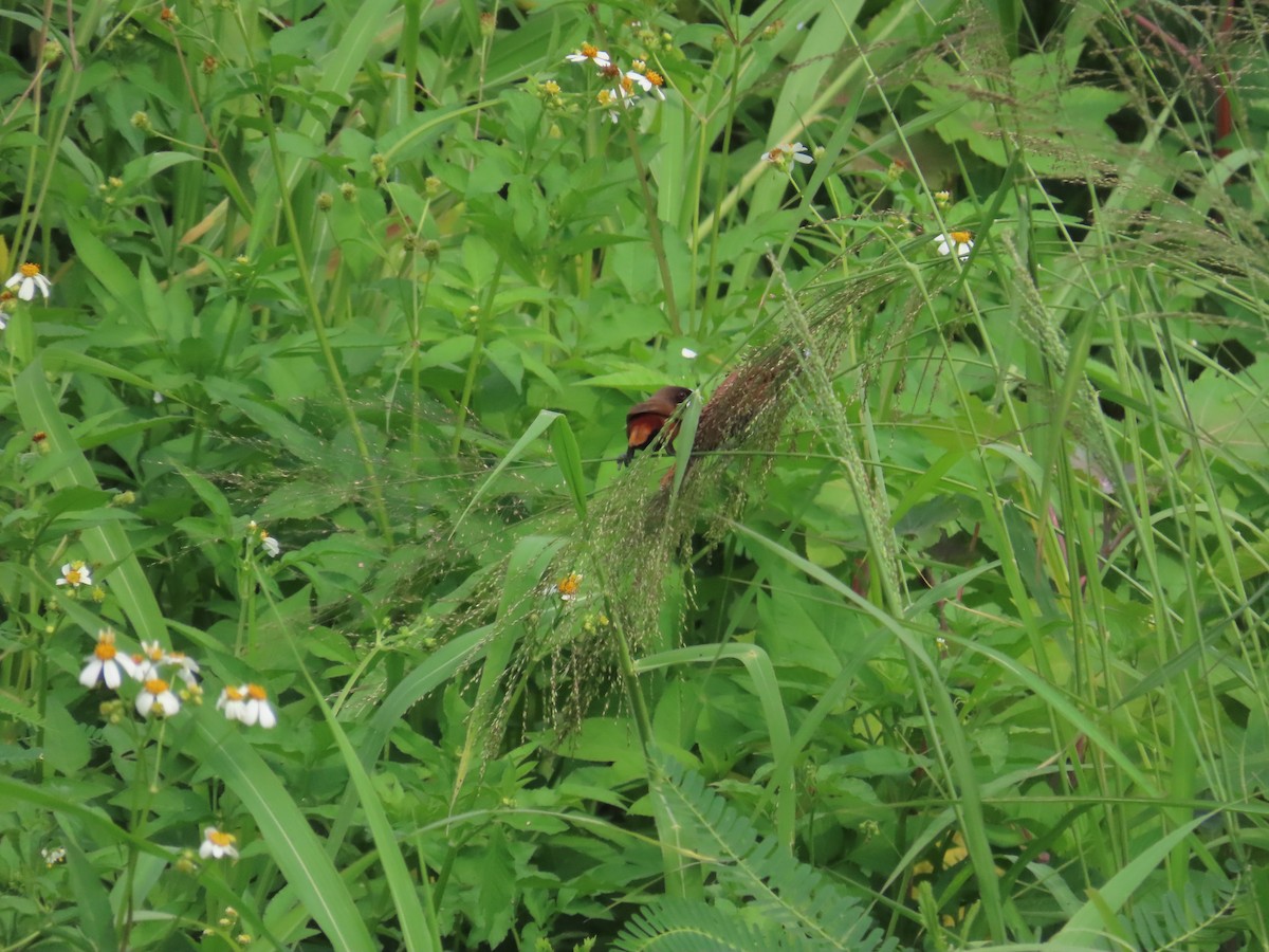 Chestnut Munia - 韋勳 陳