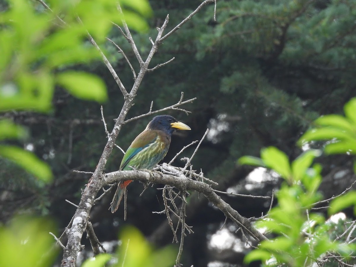 Great Barbet - Vidur Osuri