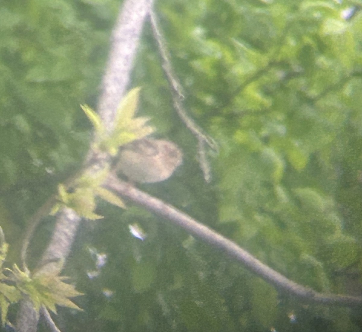 Grasshopper Sparrow - ML618881473