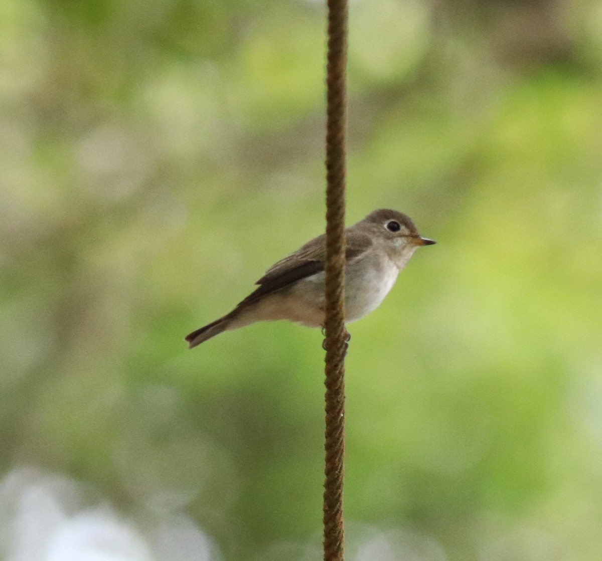 Asian Brown Flycatcher - Afsar Nayakkan