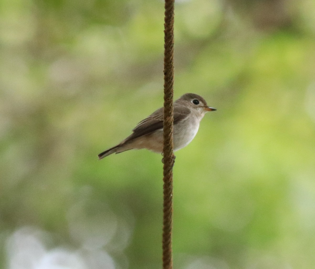 Asian Brown Flycatcher - Afsar Nayakkan