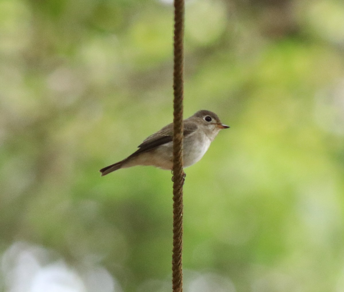 Asian Brown Flycatcher - Afsar Nayakkan