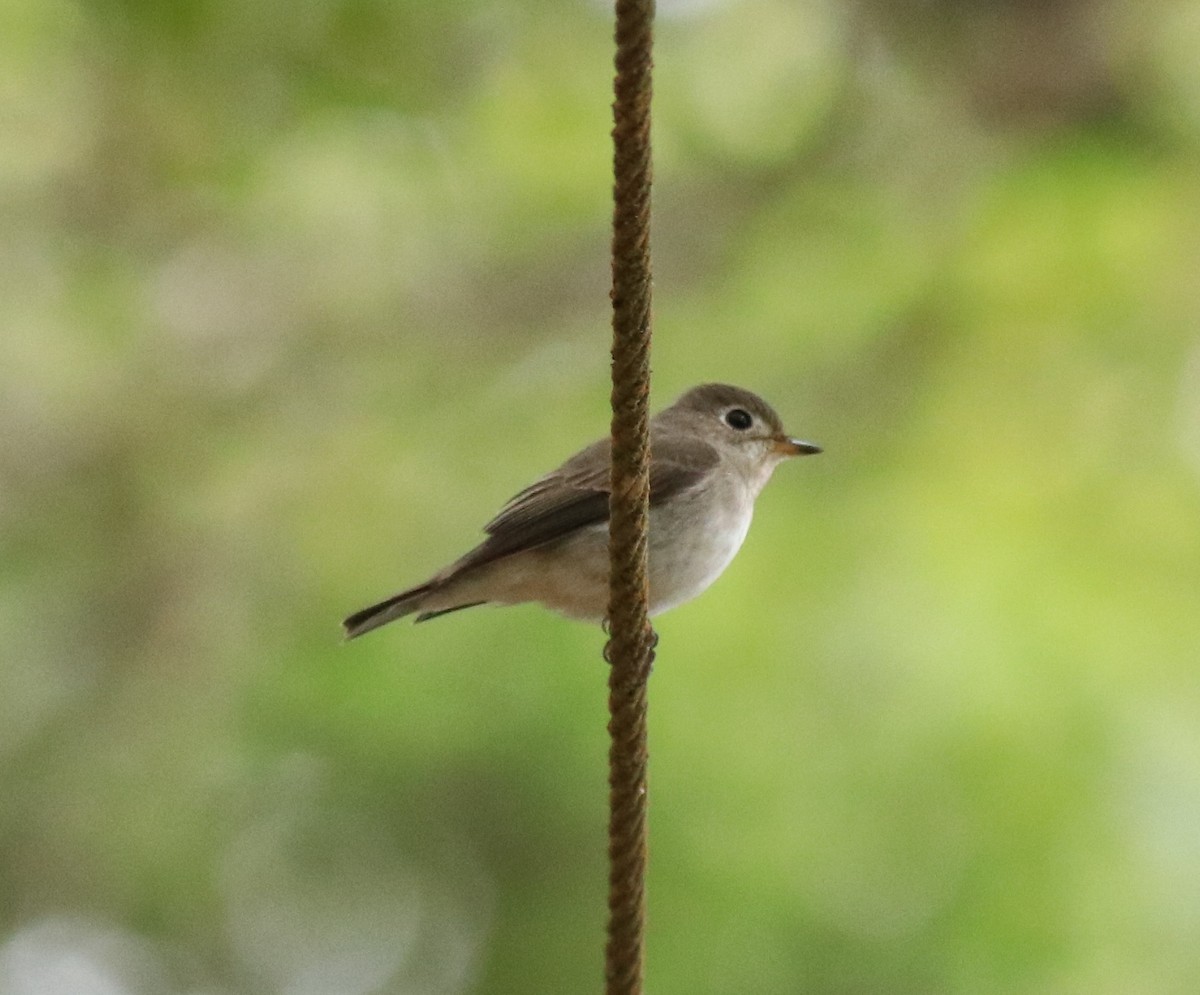 Asian Brown Flycatcher - Afsar Nayakkan