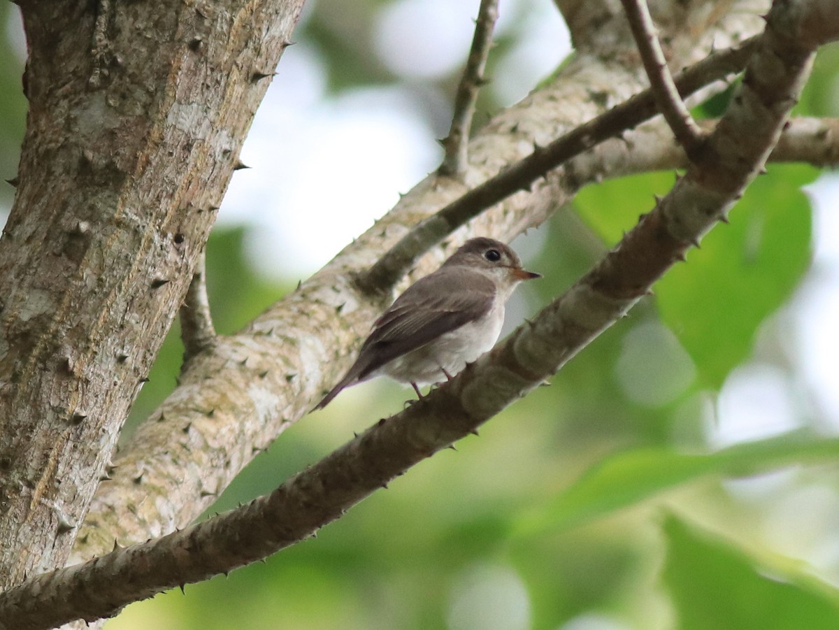 Asian Brown Flycatcher - Afsar Nayakkan