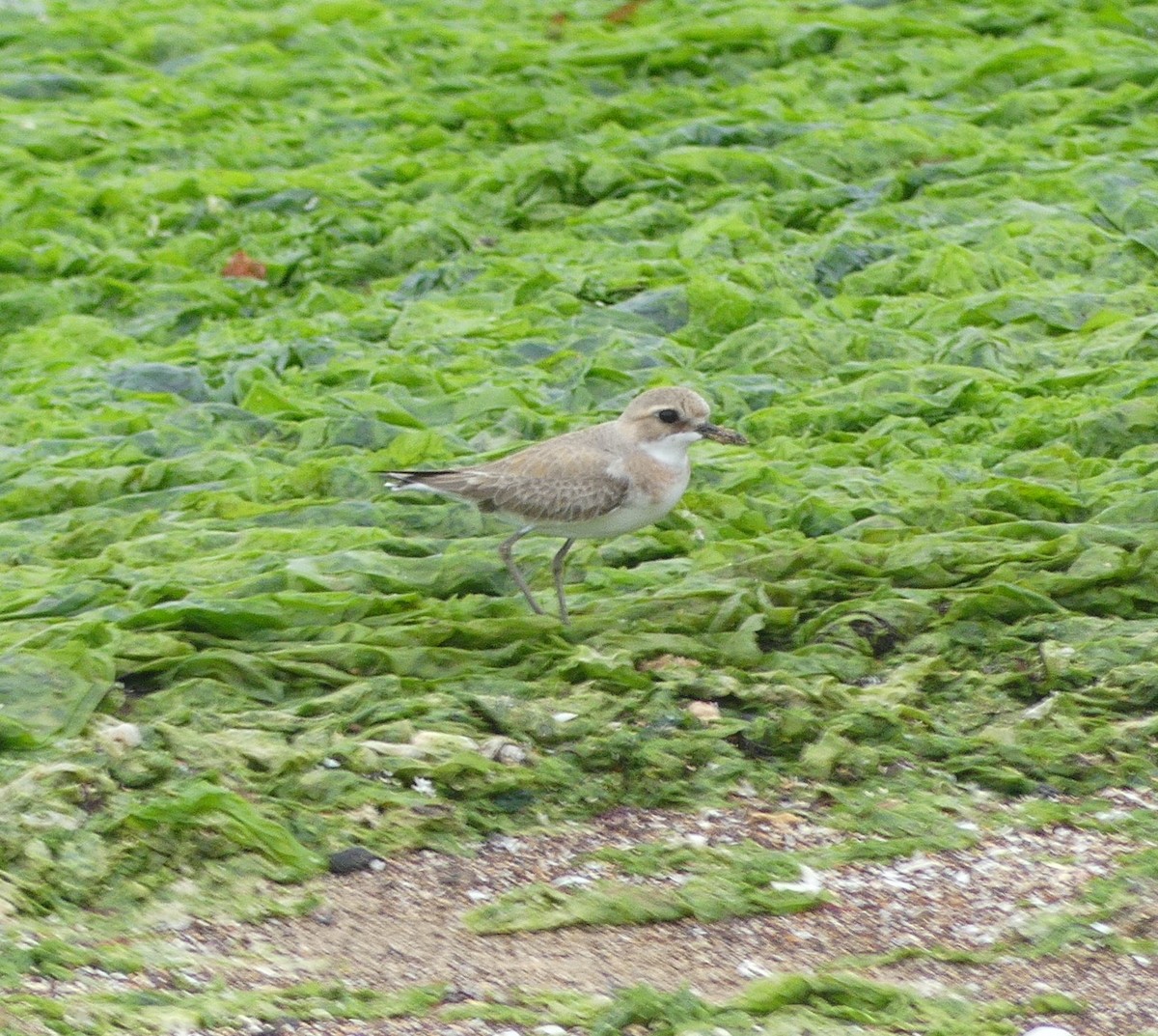 Greater Sand-Plover - Leslie Hurteau