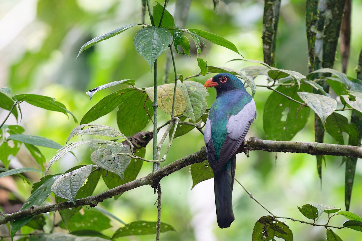 Slaty-tailed Trogon - Zbigniew Wnuk