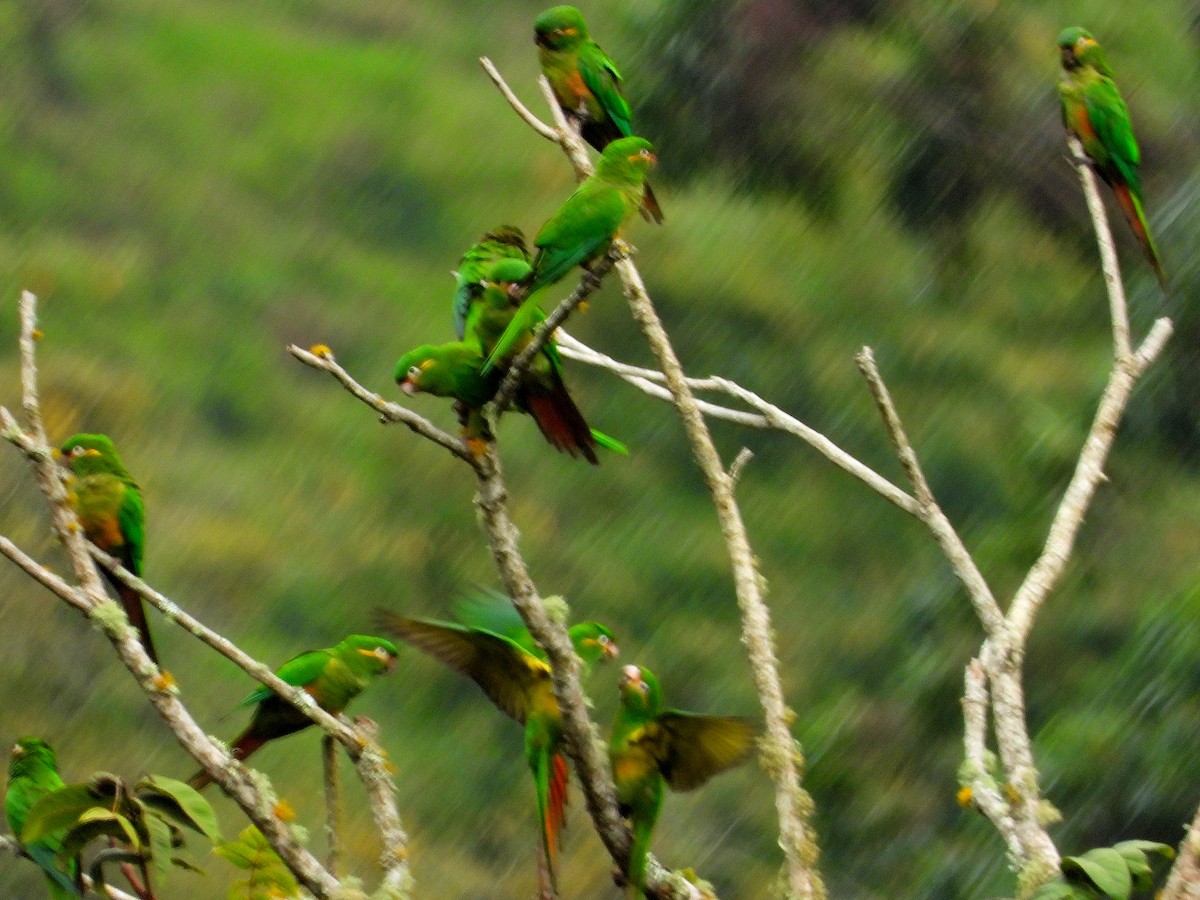 Golden-plumed Parakeet - Jairo Hernán Céspedes López