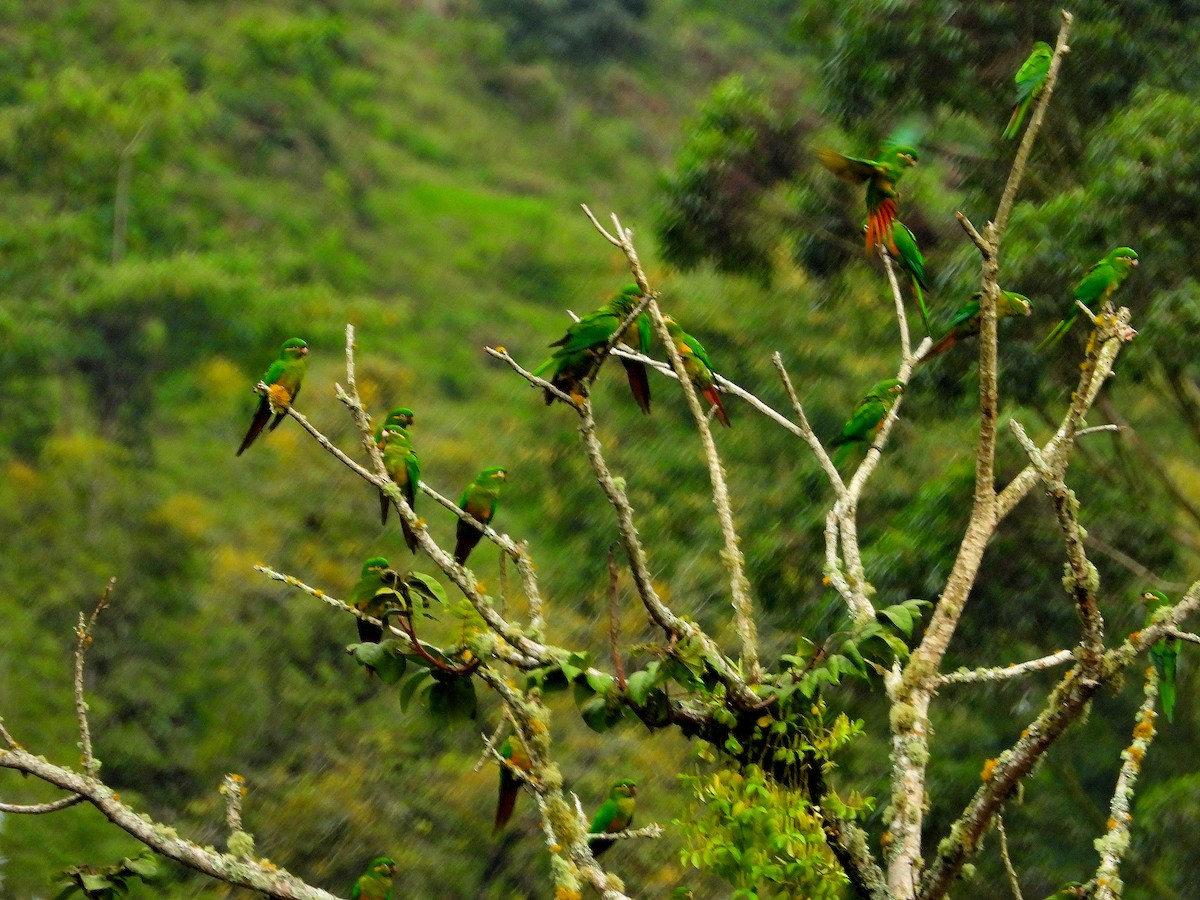 Golden-plumed Parakeet - Jairo Hernán Céspedes López