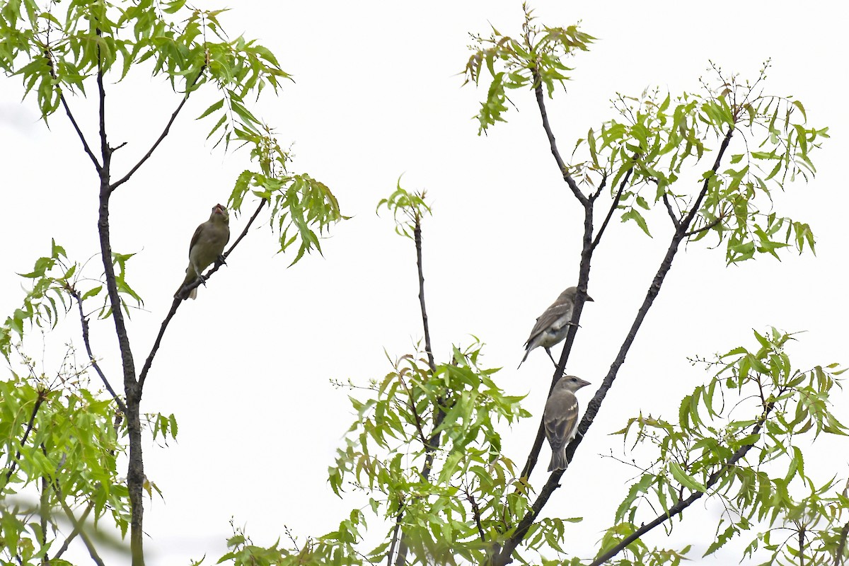 Yellow-throated Sparrow - Sathish Ramamoorthy