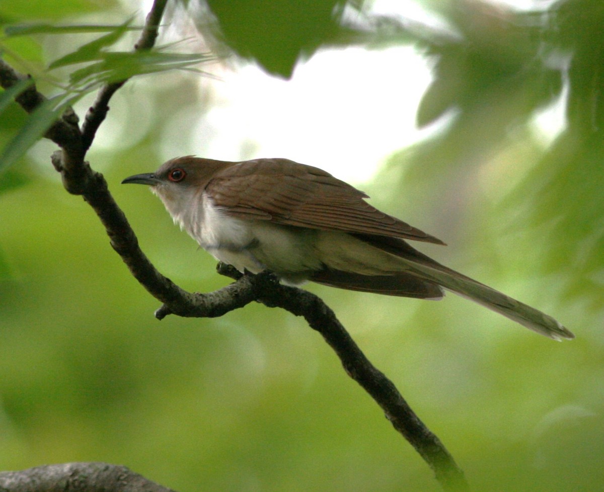 Black-billed Cuckoo - ML618881523