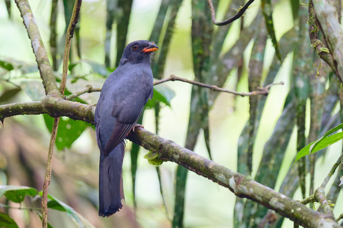 Slaty-tailed Trogon - Zbigniew Wnuk