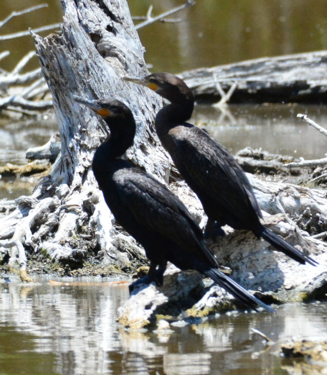 Double-crested Cormorant - Wency Rosales