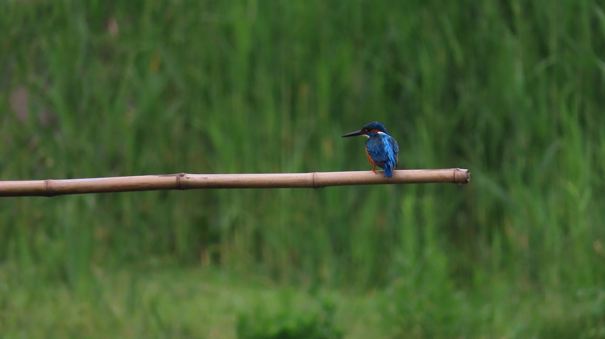 Common Kingfisher - ML618881531