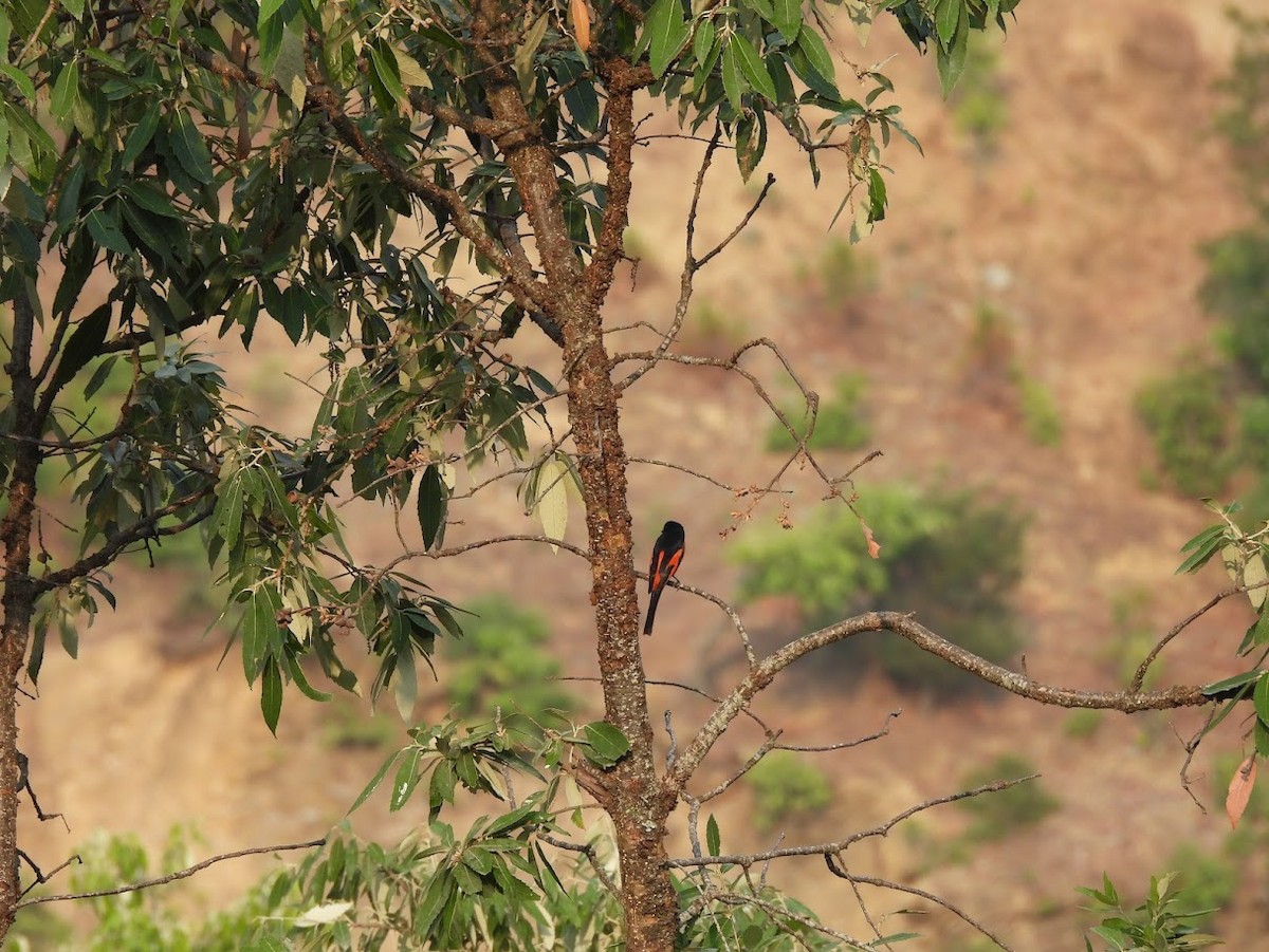 Long-tailed Minivet - Vidur Osuri