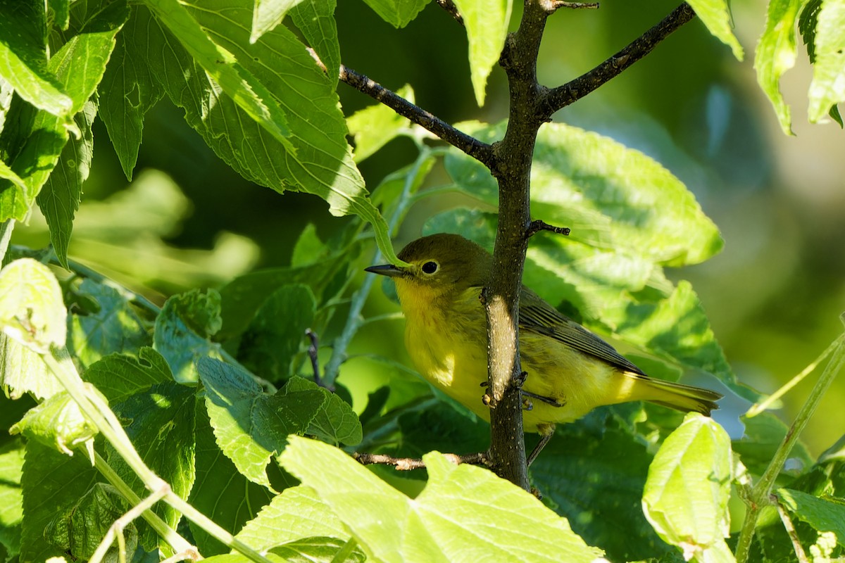 Yellow Warbler - Garold Sneegas