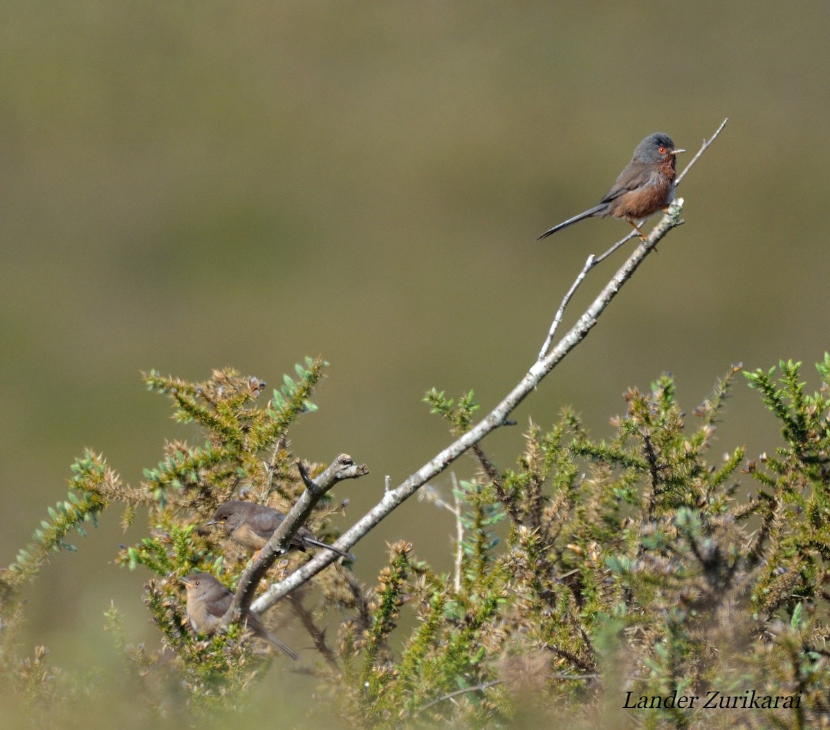 Dartford Warbler - Lander Zurikarai