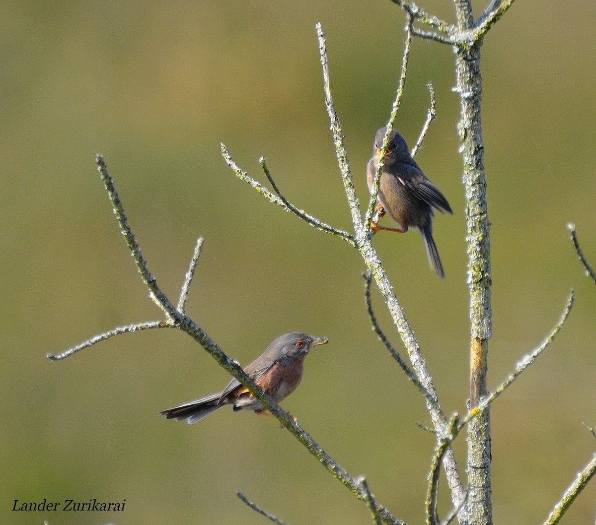 Dartford Warbler - Lander Zurikarai