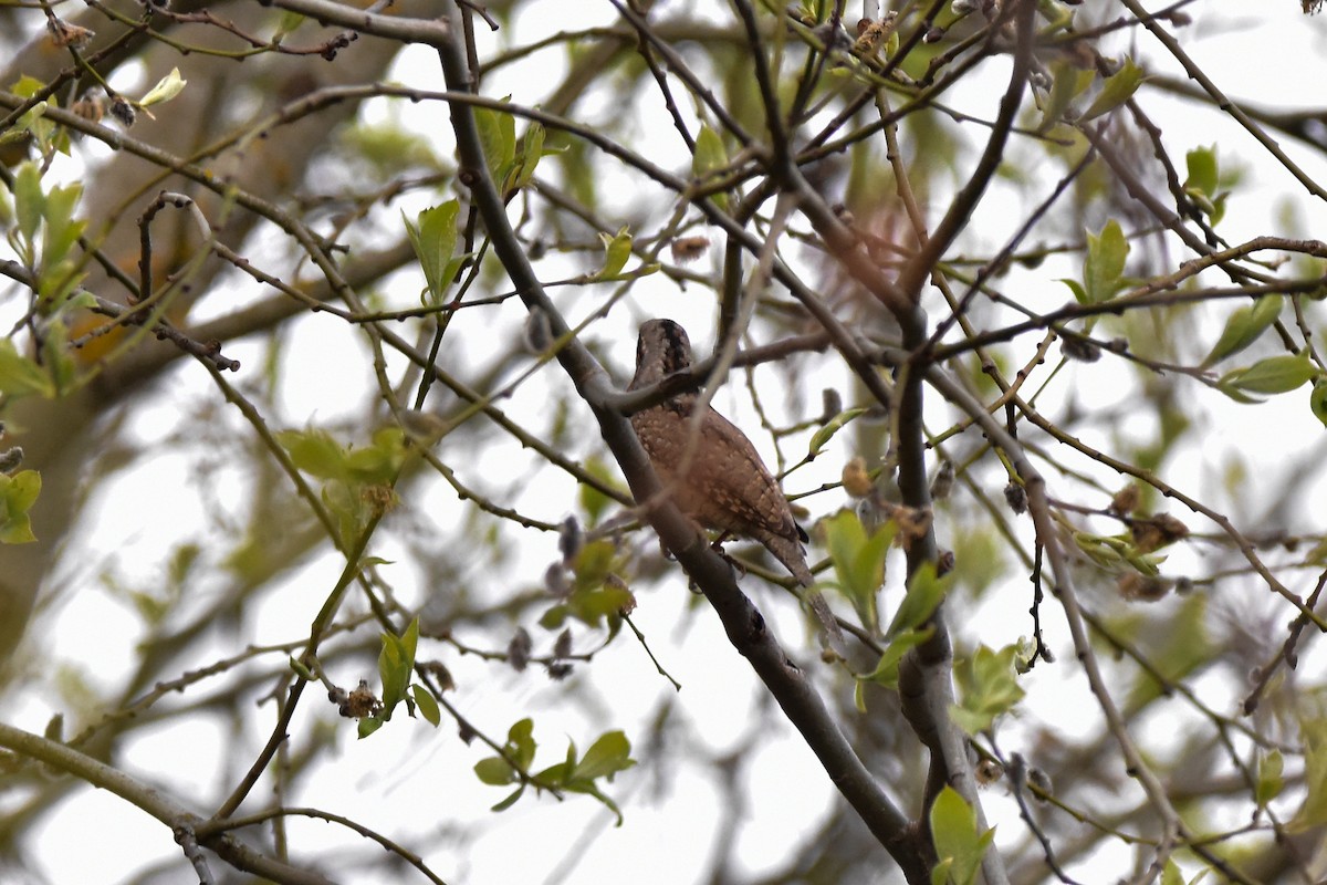 Eurasian Wryneck - Vitaly Muravev