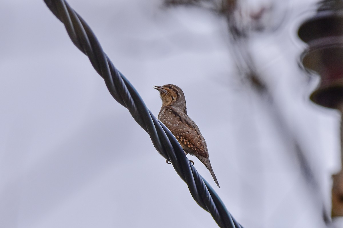 Eurasian Wryneck - Vitaly Muravev