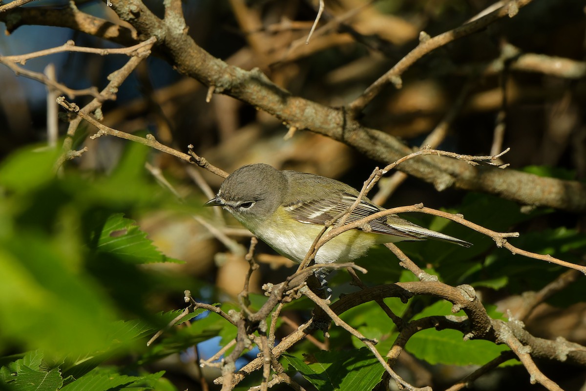 Blue-headed Vireo - Garold Sneegas