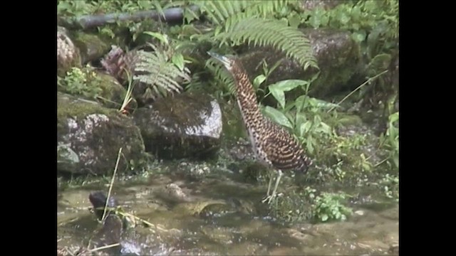 Fasciated Tiger-Heron - ML618881588