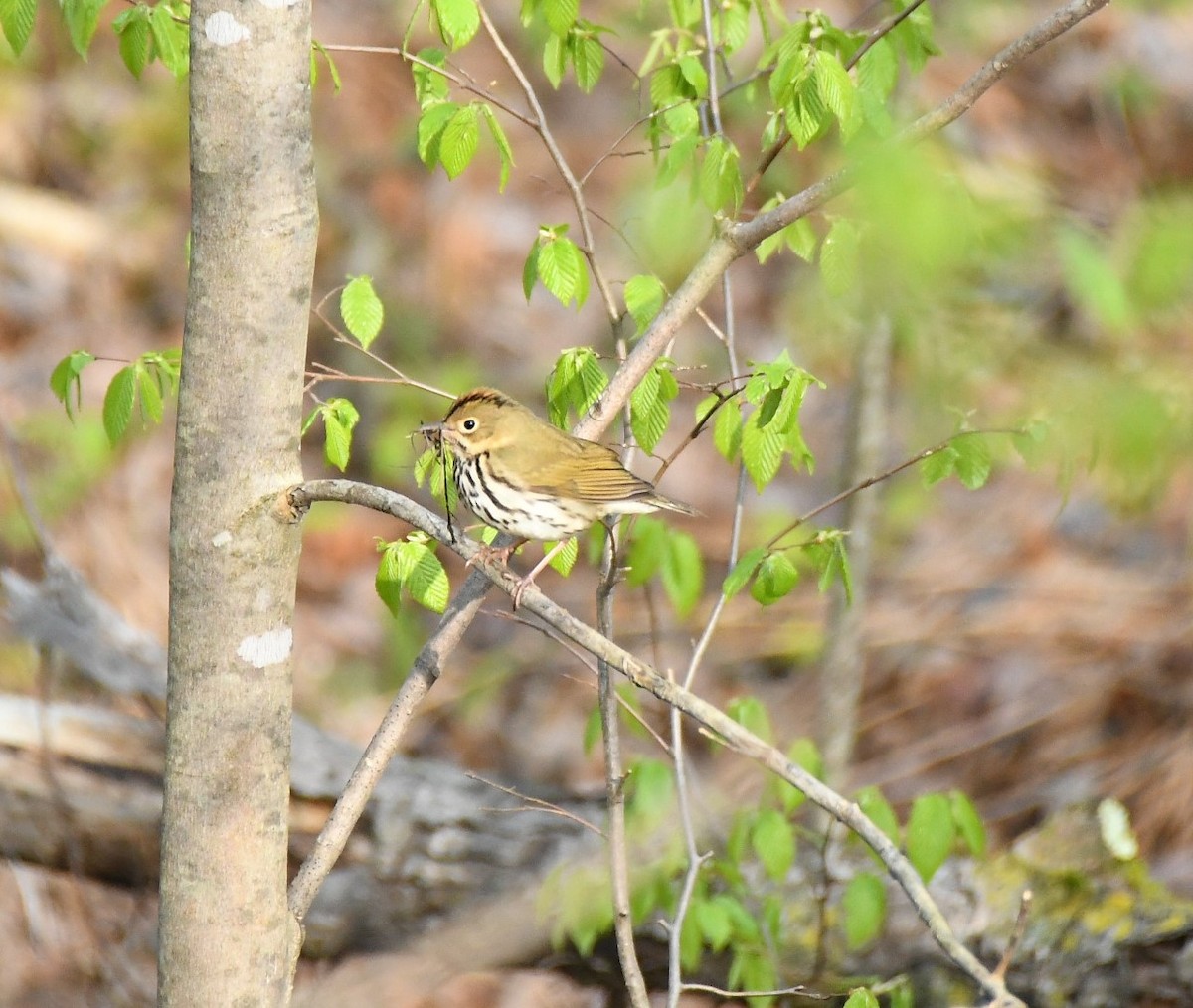 Ovenbird - Kathy Morales Eric Julson