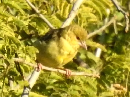 Southern Masked-Weaver - Clare Mateke