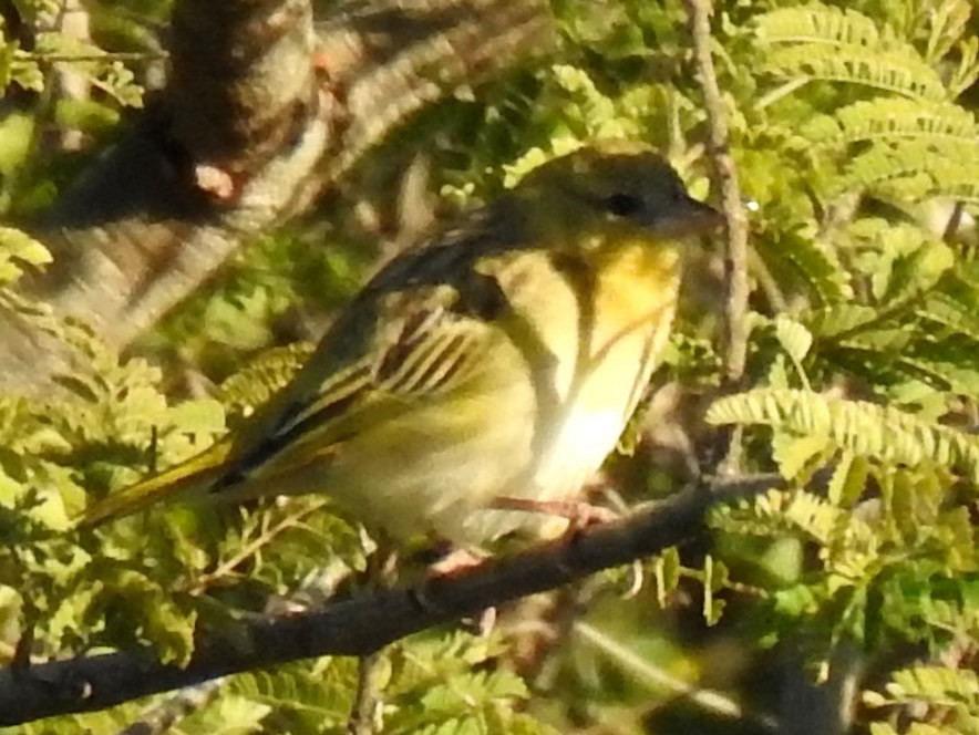 Southern Masked-Weaver - Clare Mateke