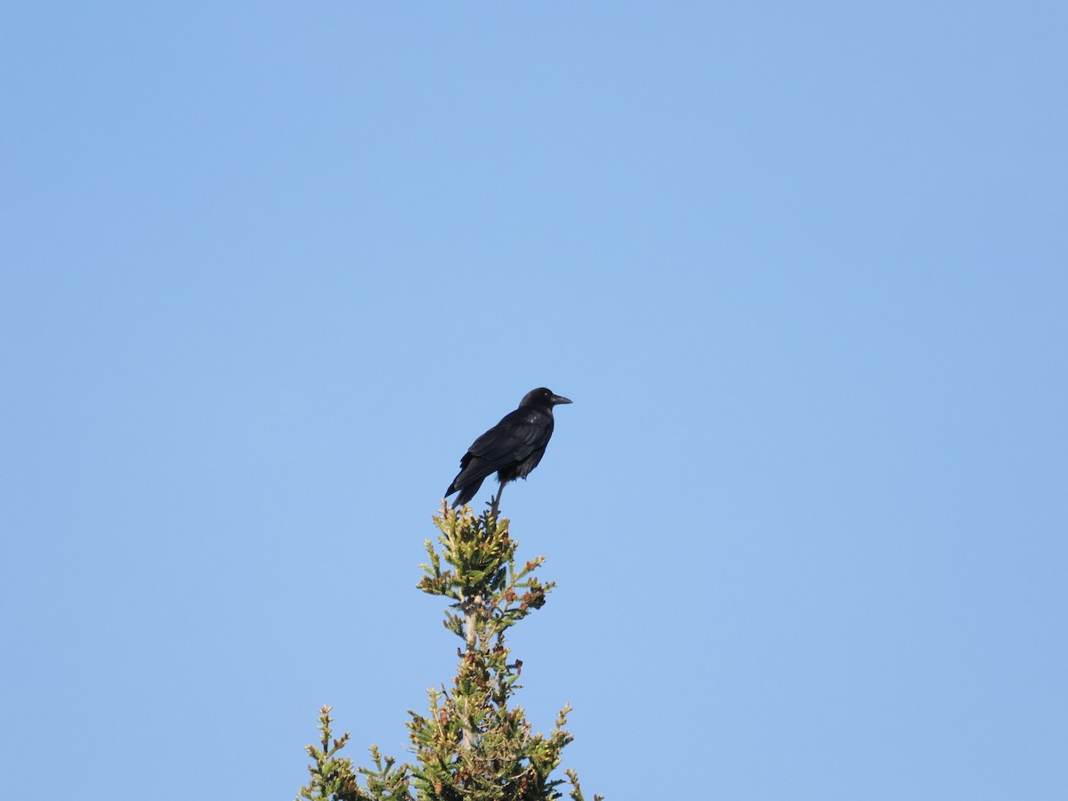 American Crow - Roger Chenier