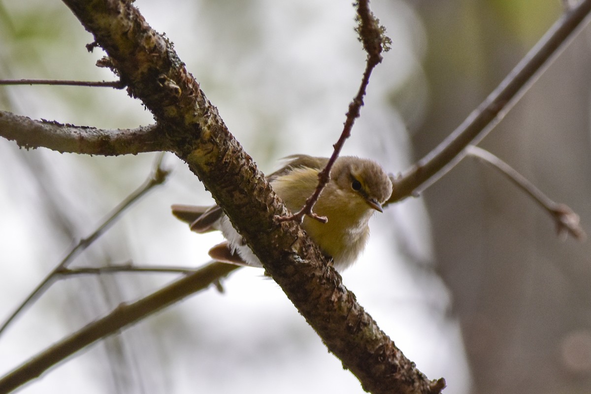 Willow Warbler - Vitaly Muravev