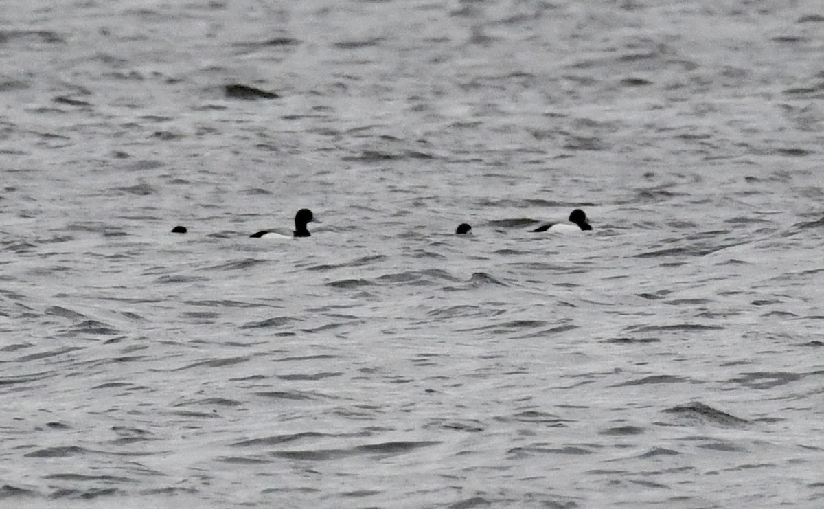 Greater Scaup - Oksana Suvorova