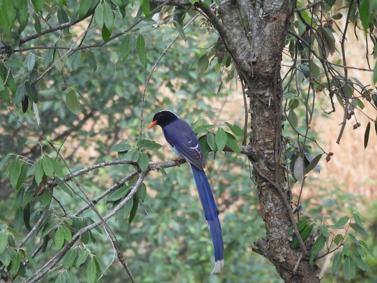 Red-billed Blue-Magpie - Vidur Osuri