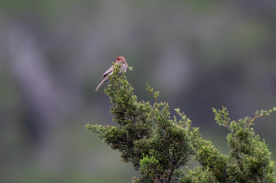 House Finch - Shelton Malzar