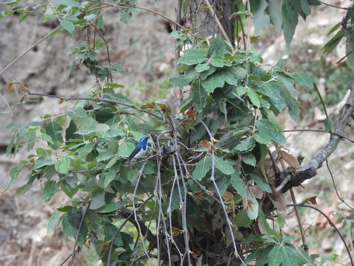 Ultramarine Flycatcher - Vidur Osuri