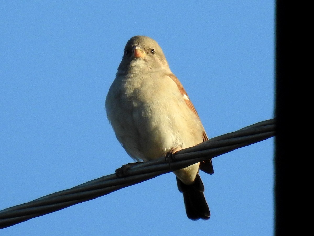 Southern Gray-headed Sparrow - Clare Mateke