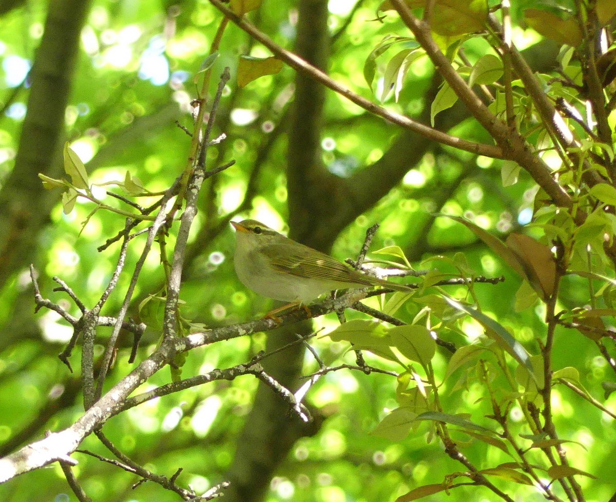 Eastern Crowned Warbler - Leslie Hurteau