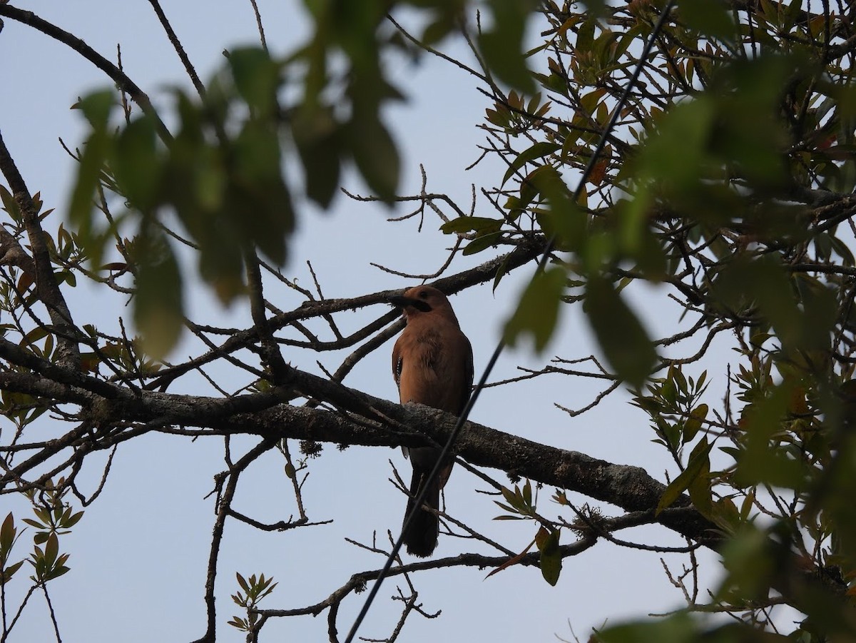 Eurasian Jay - ML618881657