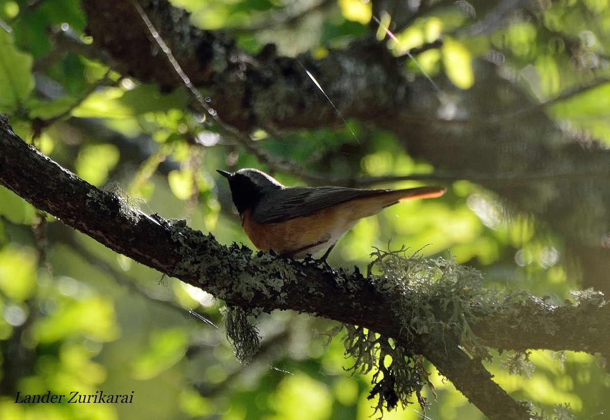 Common Redstart - Lander Zurikarai