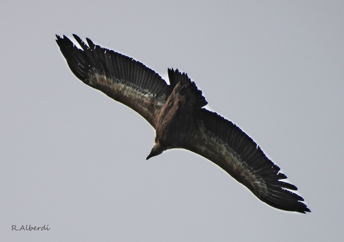 Eurasian Griffon - Roberto Alberdi