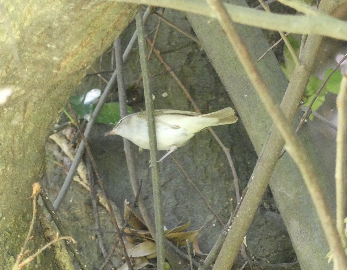 Mosquitero Borealoide - ML618881676