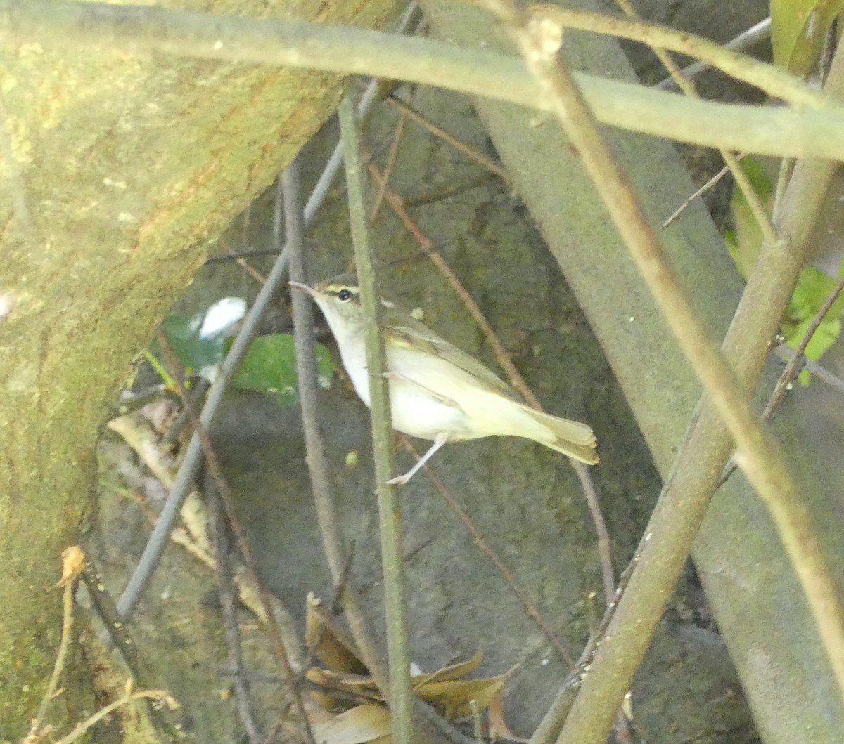 Mosquitero Borealoide - ML618881677