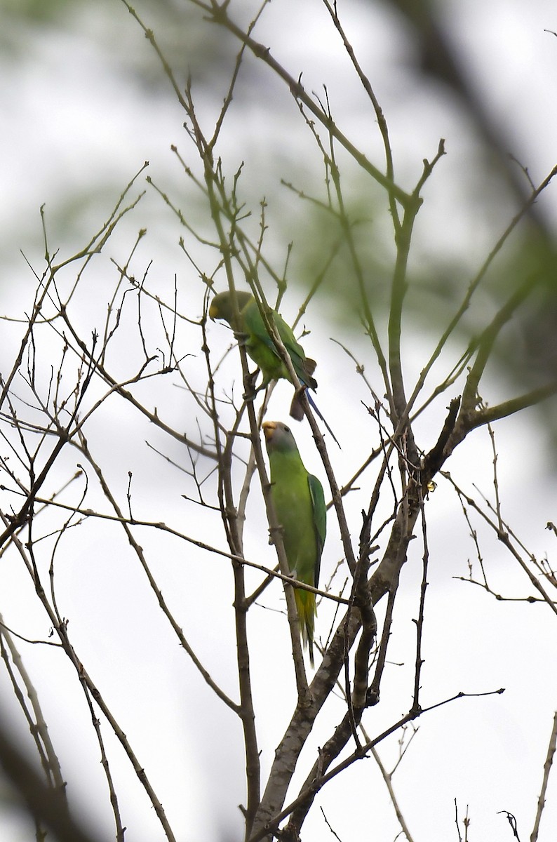 Plum-headed Parakeet - ML618881680