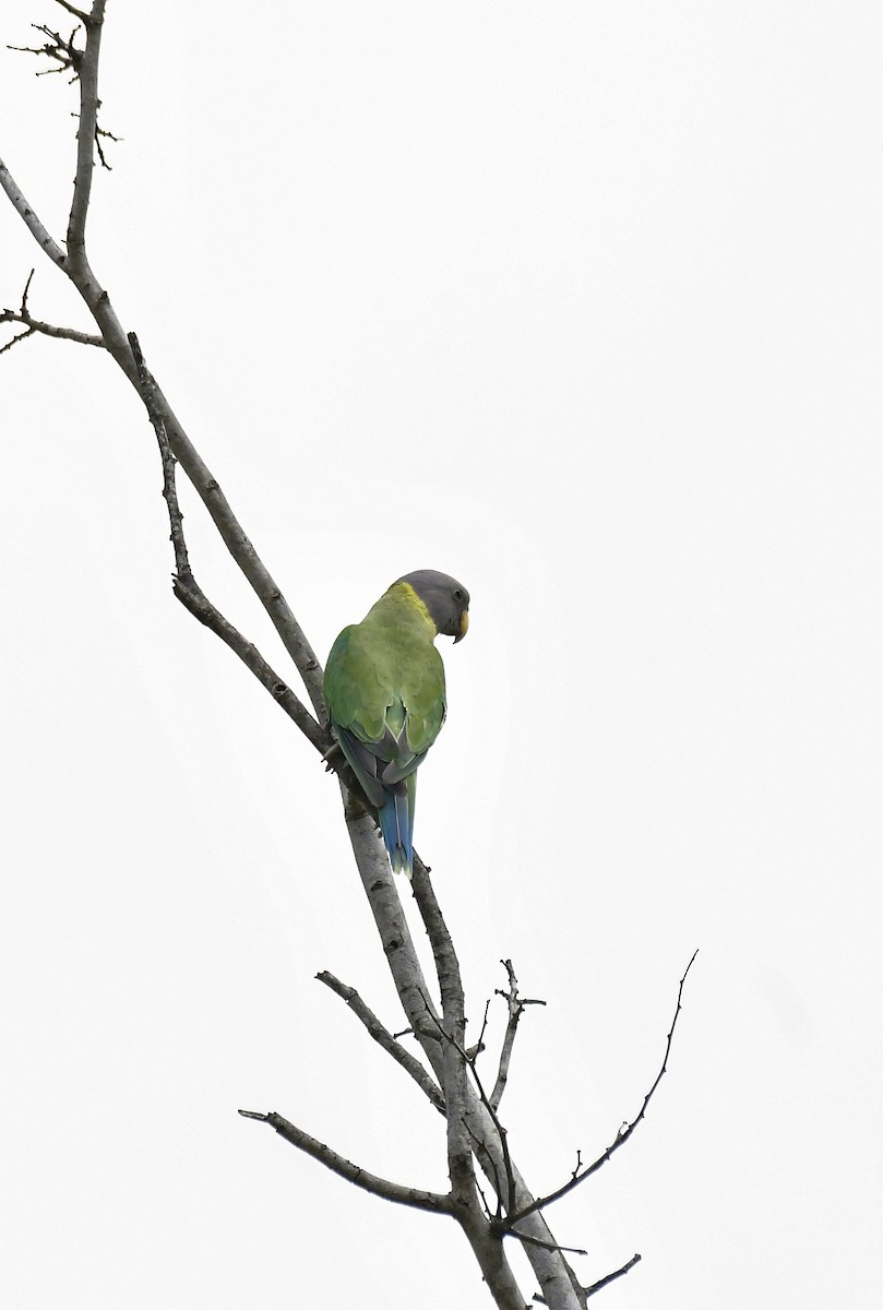 Plum-headed Parakeet - ML618881681