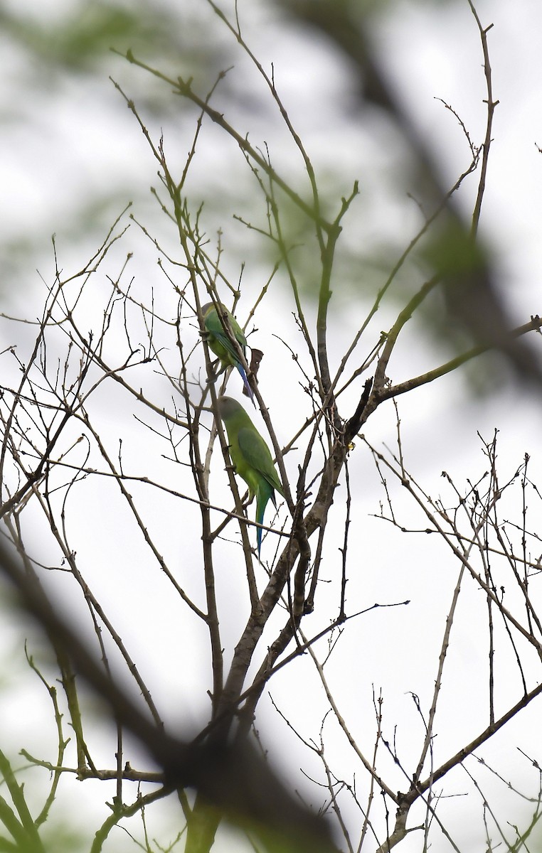 Plum-headed Parakeet - ML618881682