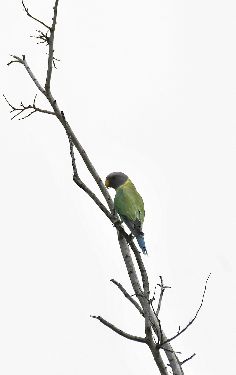 Plum-headed Parakeet - ML618881683