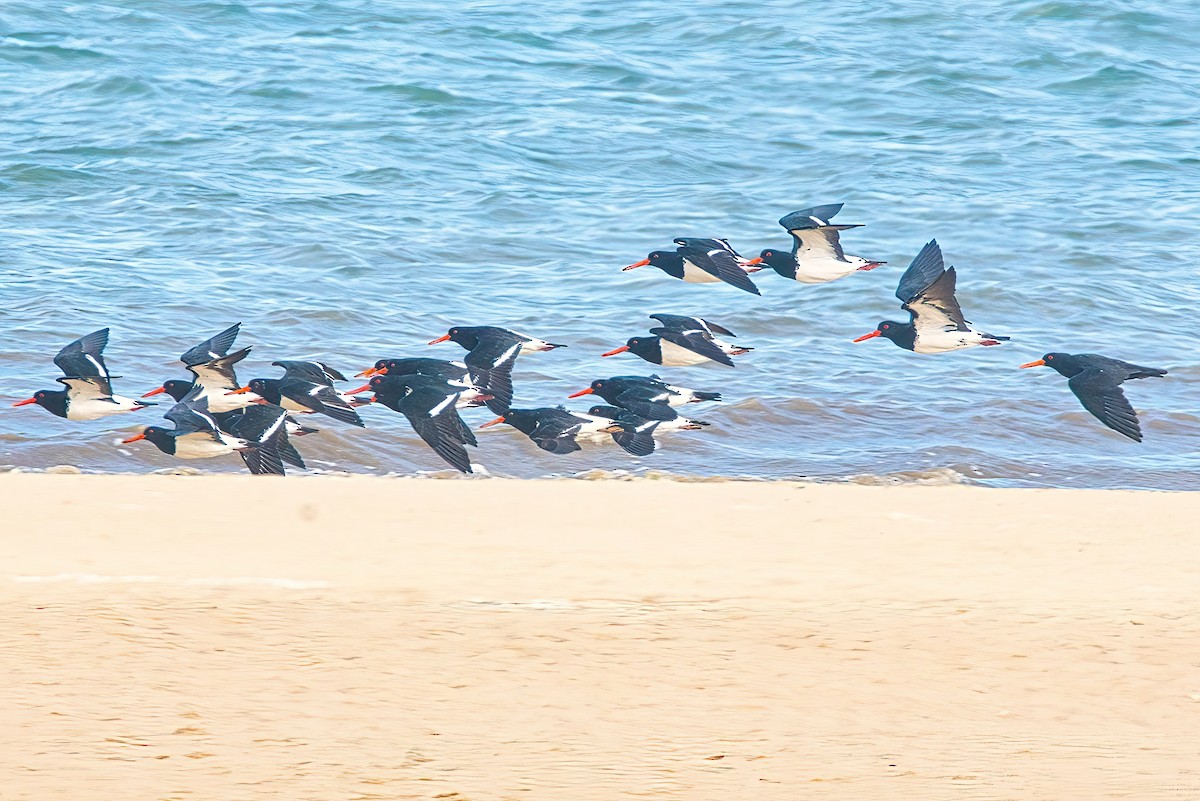 Pied Oystercatcher - Alfons  Lawen